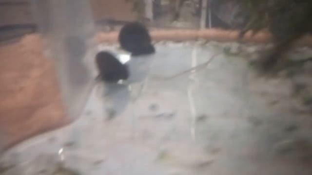 Как ухаживать за прудовыми улитками смотреть онлайн