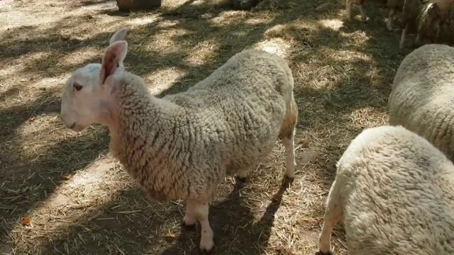 Ukraine / Украина. ЭкоПарк Фельдмана. Отличное место для детей и взрослых! смотреть онлайн
