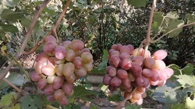 Бомбезный сорт винограда Атаман. смотреть онлайн