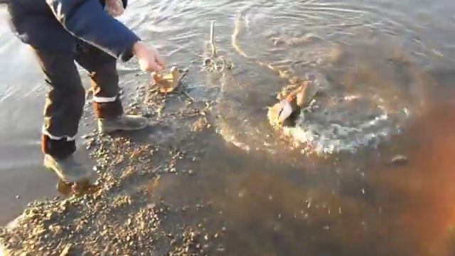 налим на жерлицу смотреть онлайн