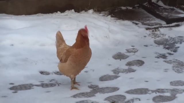 Жизнь кур. Часть шестая: Зимовка смотреть онлайн
