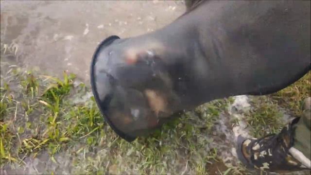 Карп клюет не смотря на погоду!!!Клевое место д.Савельево смотреть онлайн