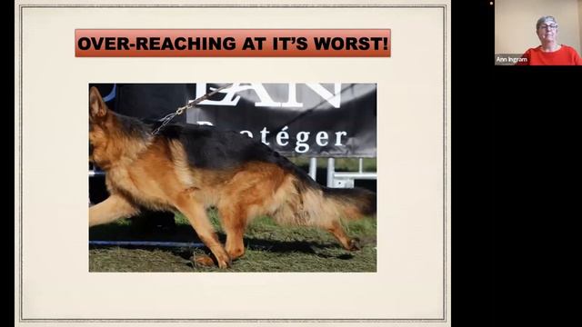 Let's Talk about Judging in the Canine World смотреть онлайн