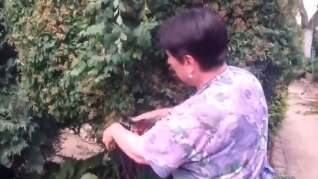 Летняя стрижка кустарников смотреть онлайн