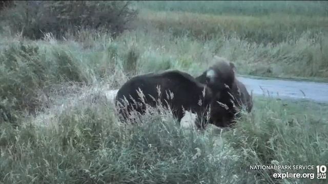 По окончании рыбалки у каждого свое занятие #Аляска#Медведи #рыбалка#США смотреть онлайн