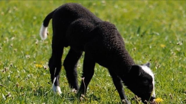 Разведение овец породы Цвартблес как бизнес идея | Овцеводство | Овцы Цвартблес смотреть онлайн