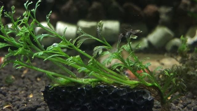 Bolbitis heteroclita sp ,,Baby Leaf смотреть онлайн