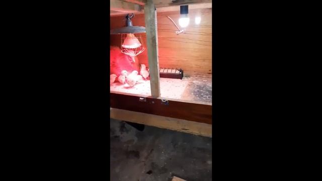 Пропаивание и выращивание цыплят с наседкой\квочкой\ в брудере. Супер добавка для яйценоскости кур смотреть онлайн