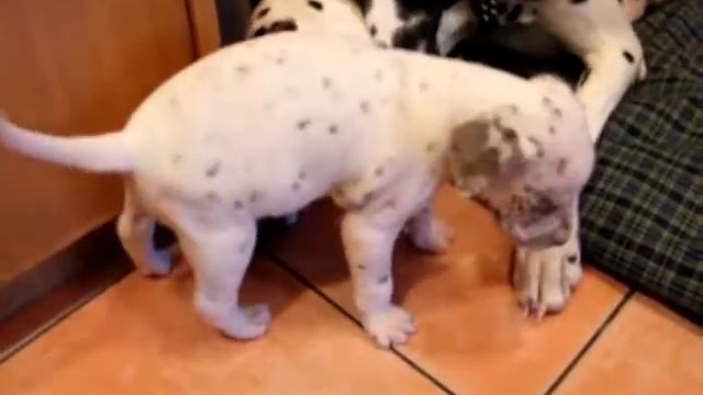 Далматята смотреть онлайн