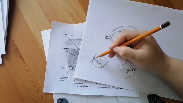 Как нарисовать портрет, пропорции лица анфас смотреть онлайн