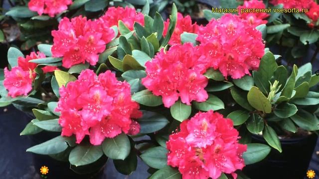 Рододендрон гибридный Перис Американ Бьюти. Краткий обзор rhododendron Pearce's American Beauty смотреть онлайн
