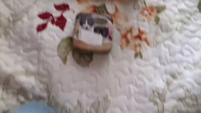 Улитка Ахатина сделала кладку?