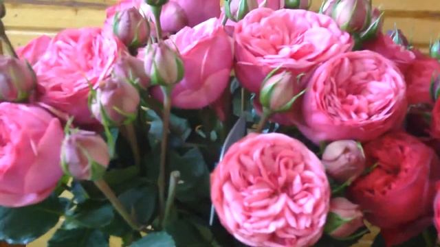 Piano Garden Rose Series: Bridal Piano, Pink Piano and Red Piano смотреть онлайн