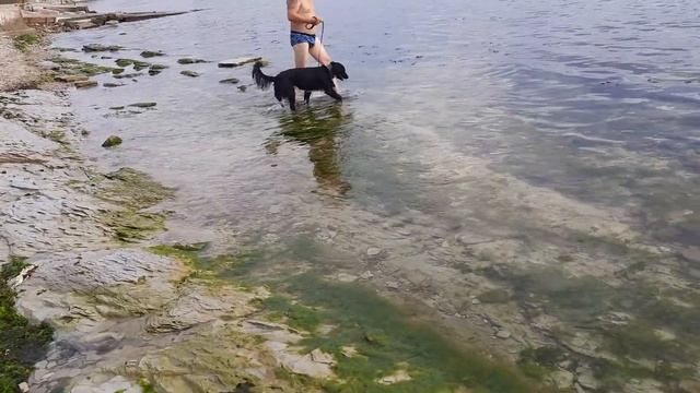 БГВ 215 Чёрная львинка. Папиломы Ячмень, морская трава смотреть онлайн