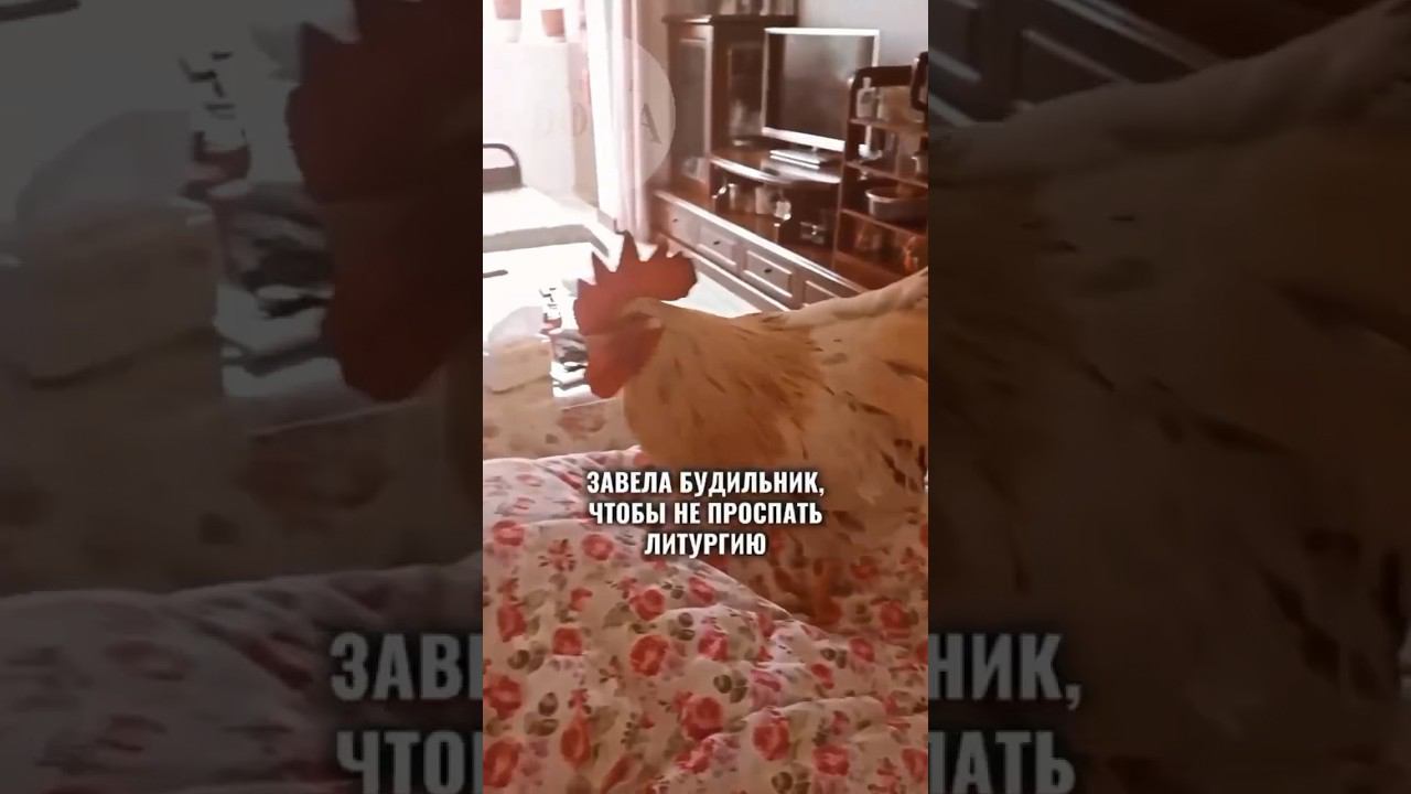 #юмор #православие #христианство смотреть онлайн