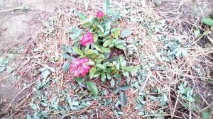 Обзор розы "Альберих", De Ruiter, 1954. Украшение сада. Выносливый, не выгорающий на солнце сорт.