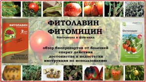 Фитолавин и Фитомицин. Обзор биофунгицида и бактерицида