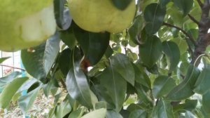 Колоновидная груша позднего срока созревания в ЦЧР