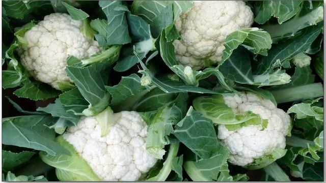 Economic Botany of Cauliflower (Brassica oleracea var botrytis) смотреть онлайн