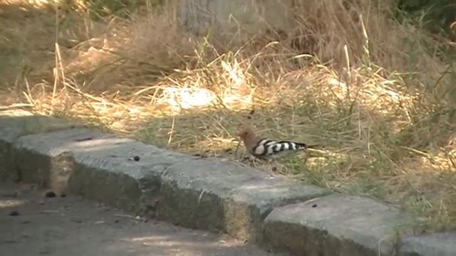 Удод - птица редкая смотреть онлайн