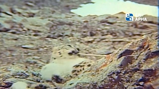 Анонс фильма"Тигр снегов" смотреть онлайн