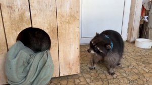 Енот Гора ругается с Тимофеем и выгоняет его из дома, пока Пикачу спит!