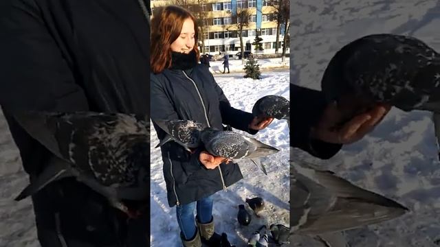 Как приручить голубя