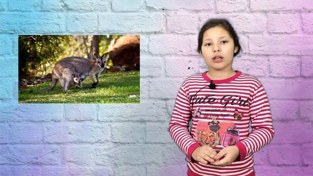Интересные факты о кенгуру! смотреть онлайн