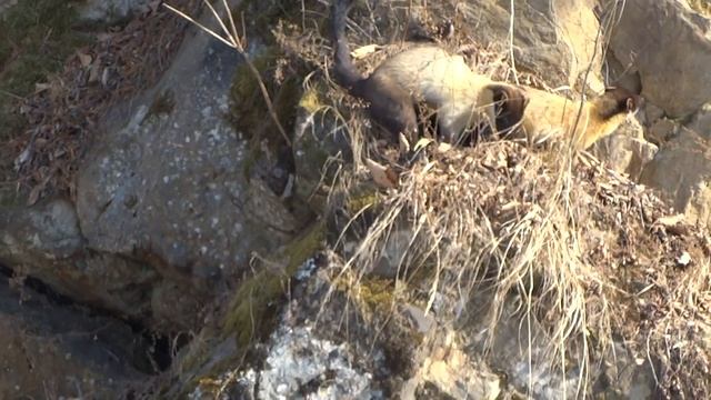 Хорза, Лазовский заповедник, стая!!! смотреть онлайн