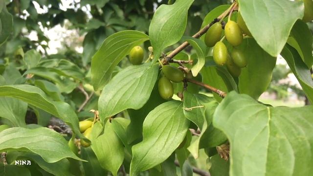 10. Какая Красивая Душевная МУЗЫКА и НОСТАЛЬГИЯ по Родным Местам! смотреть онлайн