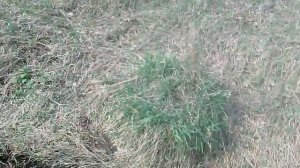 ПОСАДКА КРАСНЫХ ДУБОВ