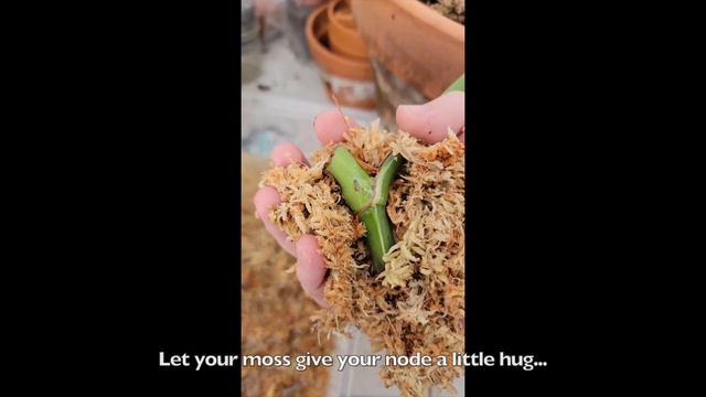 Propping a Variegated Monstera Borsigiana Albo смотреть онлайн
