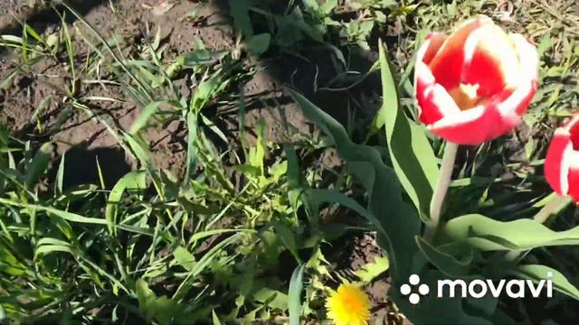 Мои ТЮЛЬПАНЫ 🌷🌷🌷 смотреть онлайн