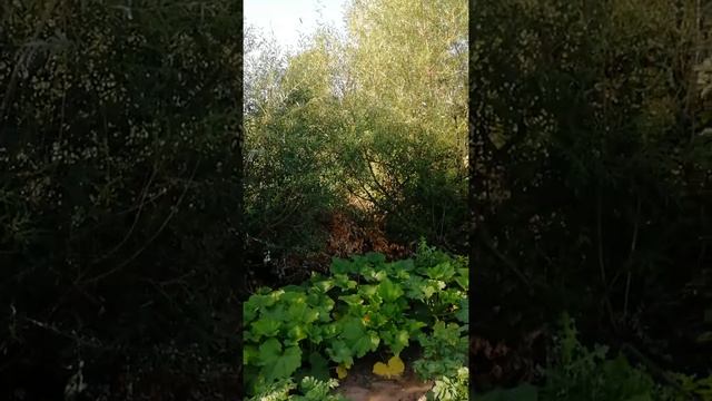 Покупка дачи,! Как все начиналось..... смотреть онлайн