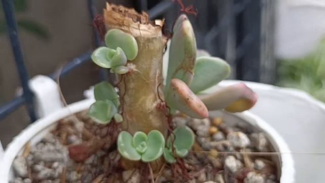 Update on chopped Harry Watson #succulents #philippines смотреть онлайн