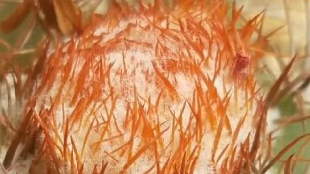 Melocactus matanzanus - Cactus de la semana - by Desert plants смотреть онлайн