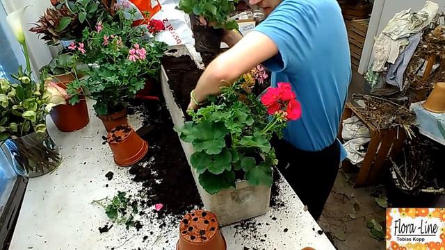 Geranien - Einpflanzen In Einen Balkonkasten