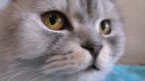 ВСЯ КОМНАТА В ТАРАКАНАХ И ЛИЧИНКАХ! ПРАНК НАД ЗВЕРОПАПОЙ