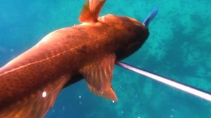 Настреляли много крупной рыбы на подводной охоте в Норвегии. Хитра