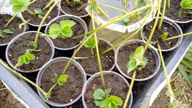 Земклубника КУПЧИХА сколько с неё можно получить саженцев смотреть онлайн