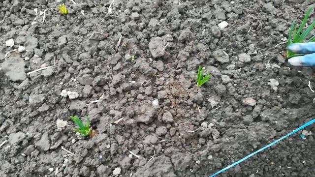 Как легко избавиться от луковой мухи. смотреть онлайн