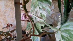 ?ЧЕРЕНКОВАНИЕ МОНСТЕРЫ АЛЬБА вариегатной УХОД РАЗМНОЖЕНИЕ?САМЫЕ ДОРОГИЕ и РЕДКИЕ КОМНАТНЫЕ РАСТЕНИЯ