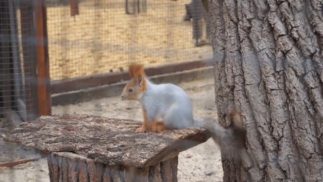 Vlog: Выходной в Парке "Лога" смотреть онлайн