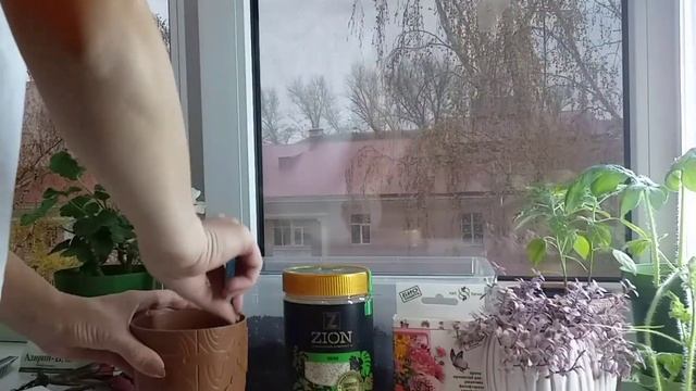 Пересадка строманты с добавлением Цион Космо