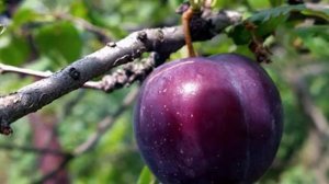 Описание сливы сорта Евразия