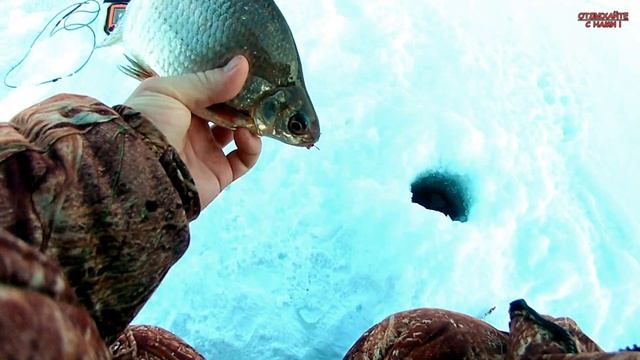 РЫБАЛКА НА ВОЛГЕ в 2023 году. Трудовая рыбалка. ЛОВЛЯ ГУСТЕРЫ. смотреть онлайн