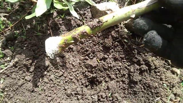 Укореняем розу.Просто и всем доступно. (16+) смотреть онлайн