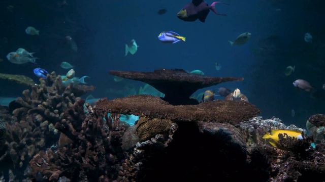 4K Aquarium - 1 Hour - 4K Screensaver
