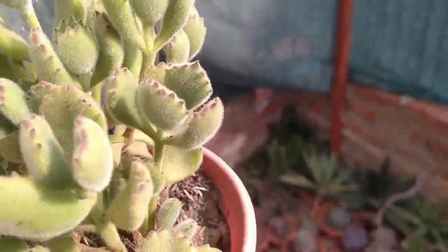 Cotyledon Tomentosa, mi experiencia 🤭 смотреть онлайн