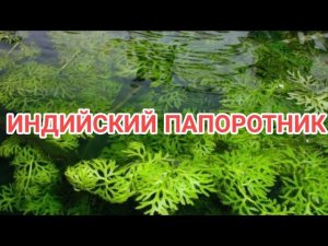 ИНДИЙСКИЙ ПАПОРОТНИК. СОДЕРЖАНИЕ И РАЗВЕДЕНИЕ В АКВАРИУМЕ